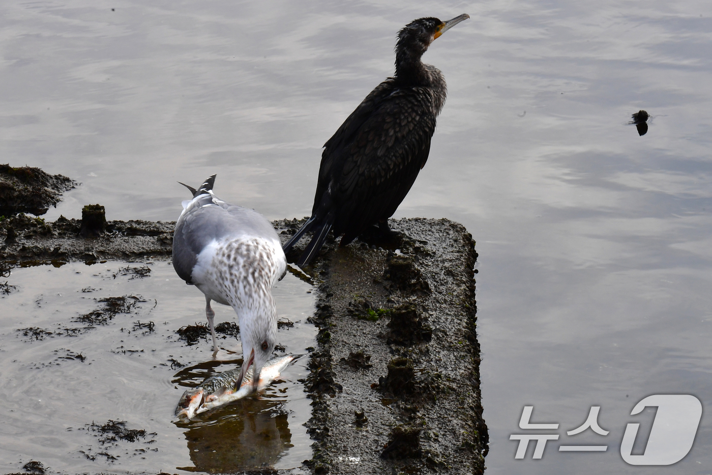 (포항=뉴스1) 최창호 기자 = 4일 경북 포항시 송도동 포항운하에서 갈매기 한마리가 물고기를 뜯어먹고 있다. 2026.2.4/뉴스1