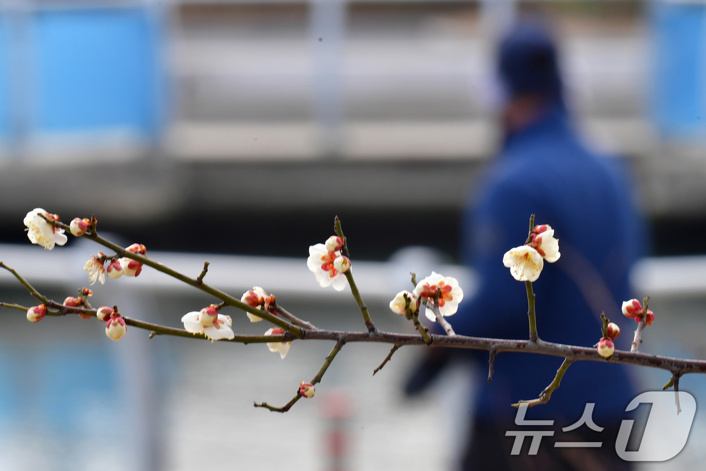 (포항=뉴스1) 최창호 기자 = 절기상 입춘인 4일 오후 경북 포항시 송도동 포항운하 도로 주변에 봄의 전령사인 매화꽃이 앞다퉈 꽃망을 터뜨리고 있다.  2026.2.4/뉴스1