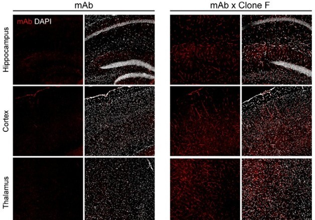 뇌 뚫고 전신 효과…에이비엘바이오, 약물전달 '그랩바디-B' 확장성 입증