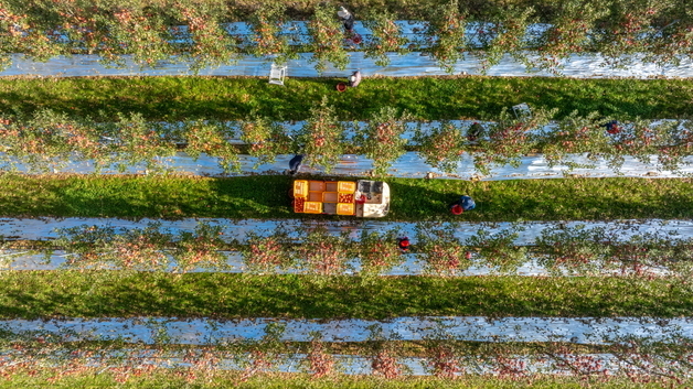 "위기이자 기회인 기후변화"…정선군, 사과 재배 500㏊까지 확대