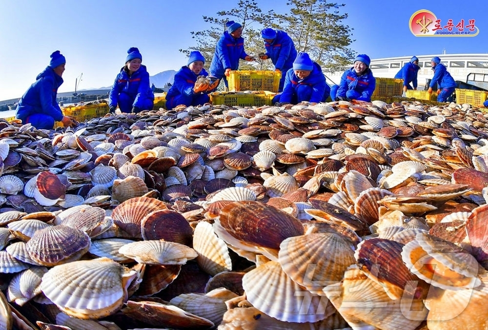 (평양 노동신문=뉴스1) = 북한 노동당 기관지 노동신문은 5일 신포시바닷가양식장이 '선진적인 양식업의 새로운 표본기지'가 됐다며, 이곳에서 여러 해산물이 대량 수확되고 있다고 선 …