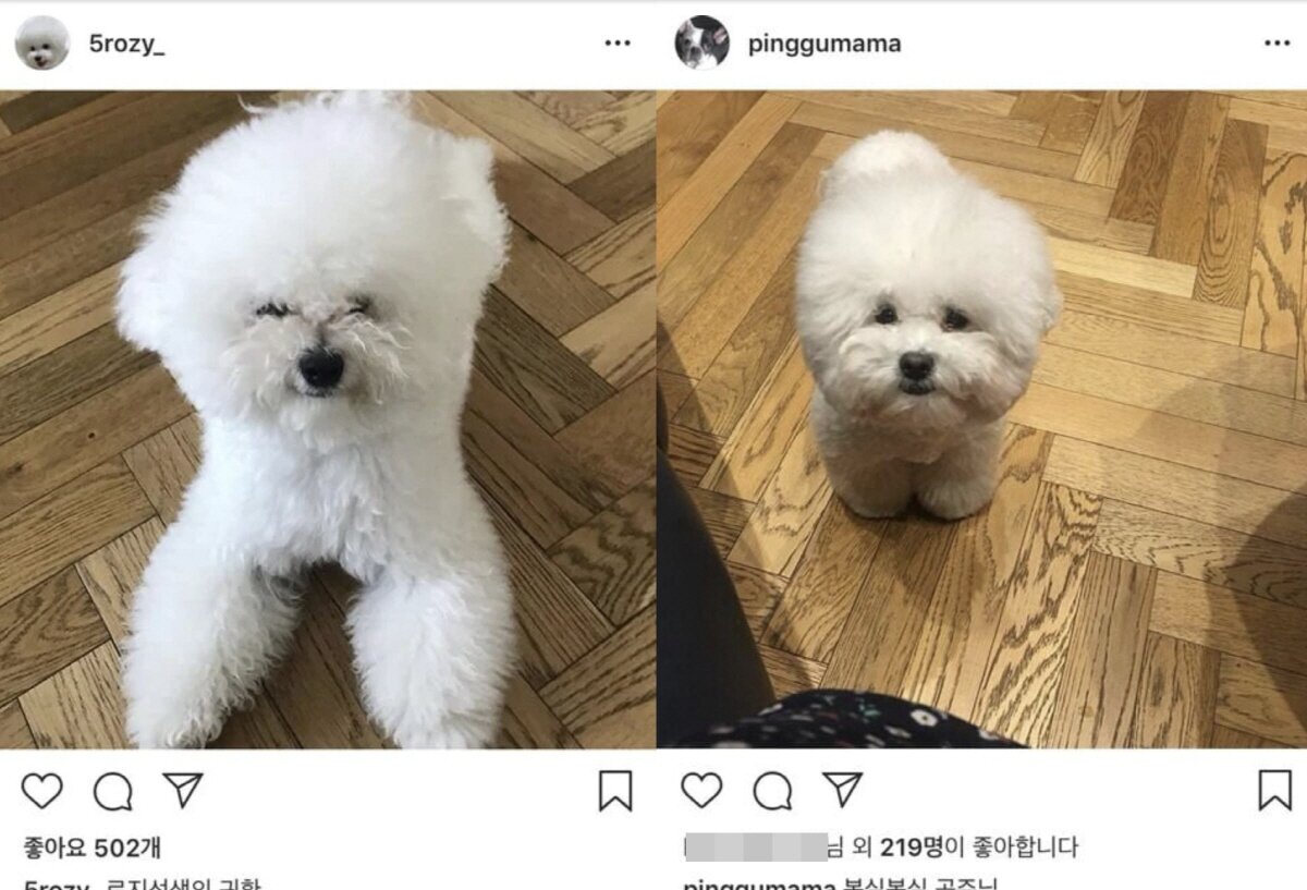 본문 이미지 - 사진=온라인 커뮤니티 갈무리