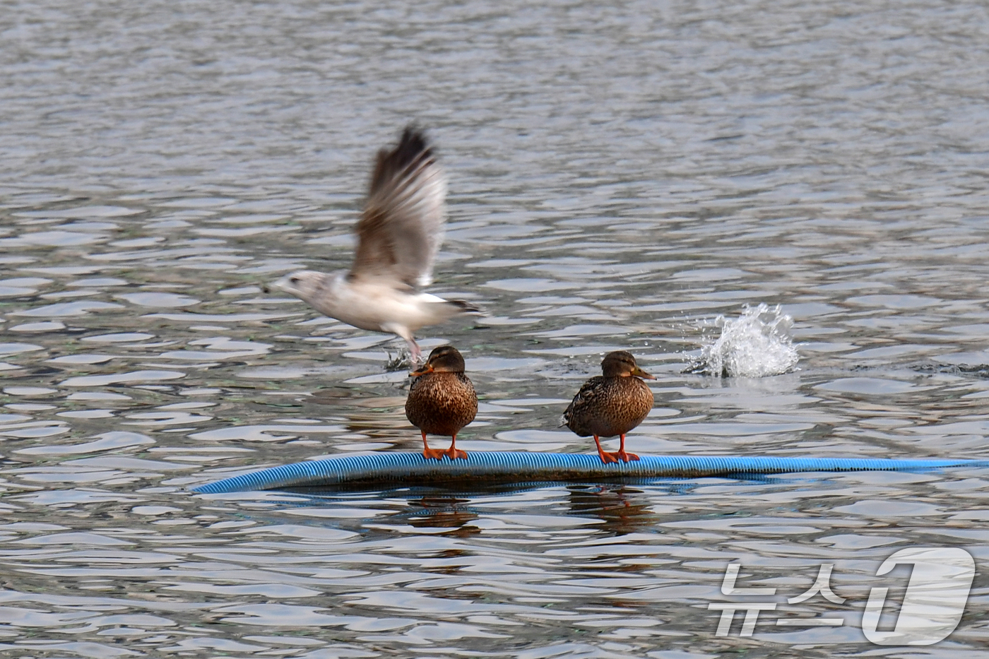 (포항=뉴스1) 최창호 기자 = 5일 경북  포항시 남구 연일읍 형산강에서 겨울철새들이 떠내려 온 플라스틱 구조물 위에 앉아 있다.  2026.2.5/뉴스1
