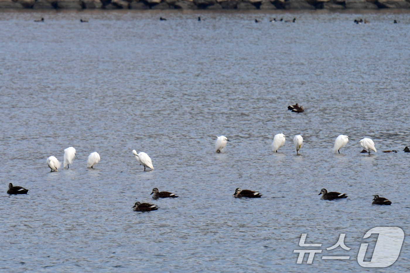 (포항=뉴스1) 최창호 기자 = 5일 경북 포항시 남구 연일읍 형산강에서 여름새인 백로들이 날아와 쉬고 있다.  2026.2.5/뉴스1