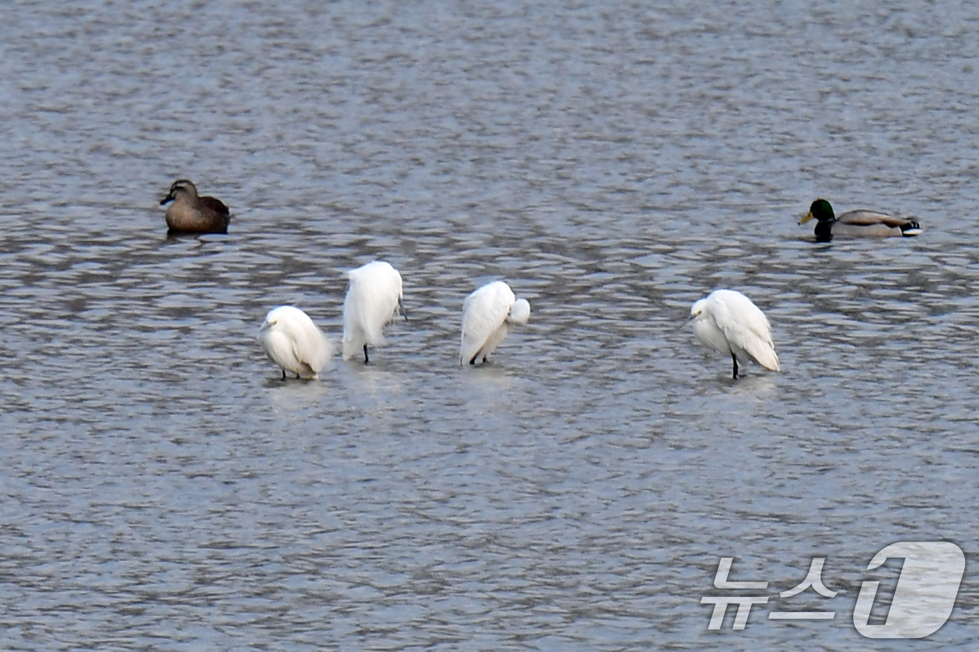 (포항=뉴스1) 최창호 기자 = 5일 경북 포항시 남구 연일읍 형산강에서 여름새인 백로들이 날아와 쉬고 있다. 2026.2.5/뉴스1