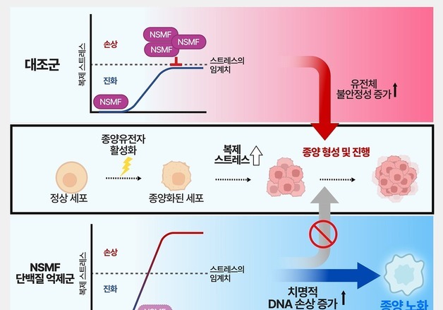 UNIST "NSMF 단백질 억제하니 대장암 세포 증식 멈췄다"