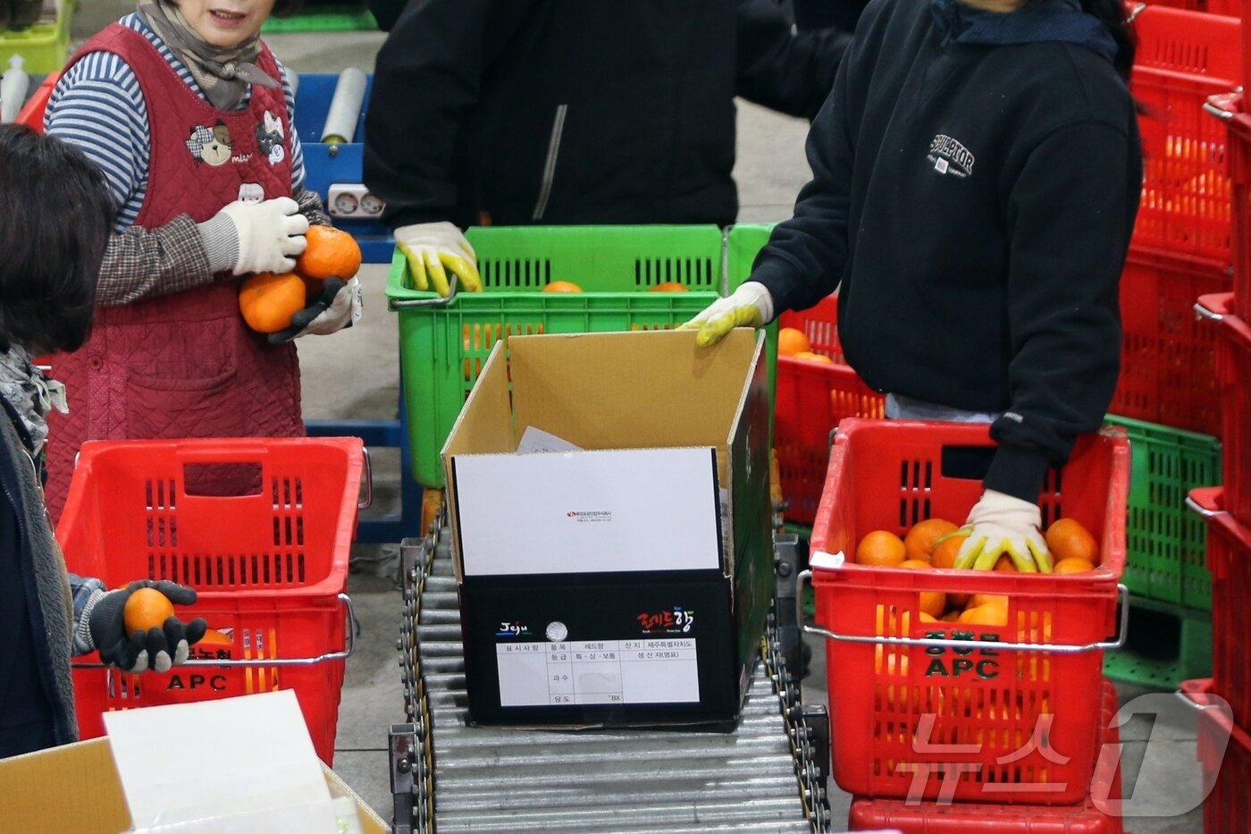 본문 이미지 - 5일 제주 서귀포시 색달동 농협 중문감귤거점산지유통센터에서 레드향 출하 작업이 한창이다.2026.2.5/뉴스1 ⓒ News1 홍수영 기자