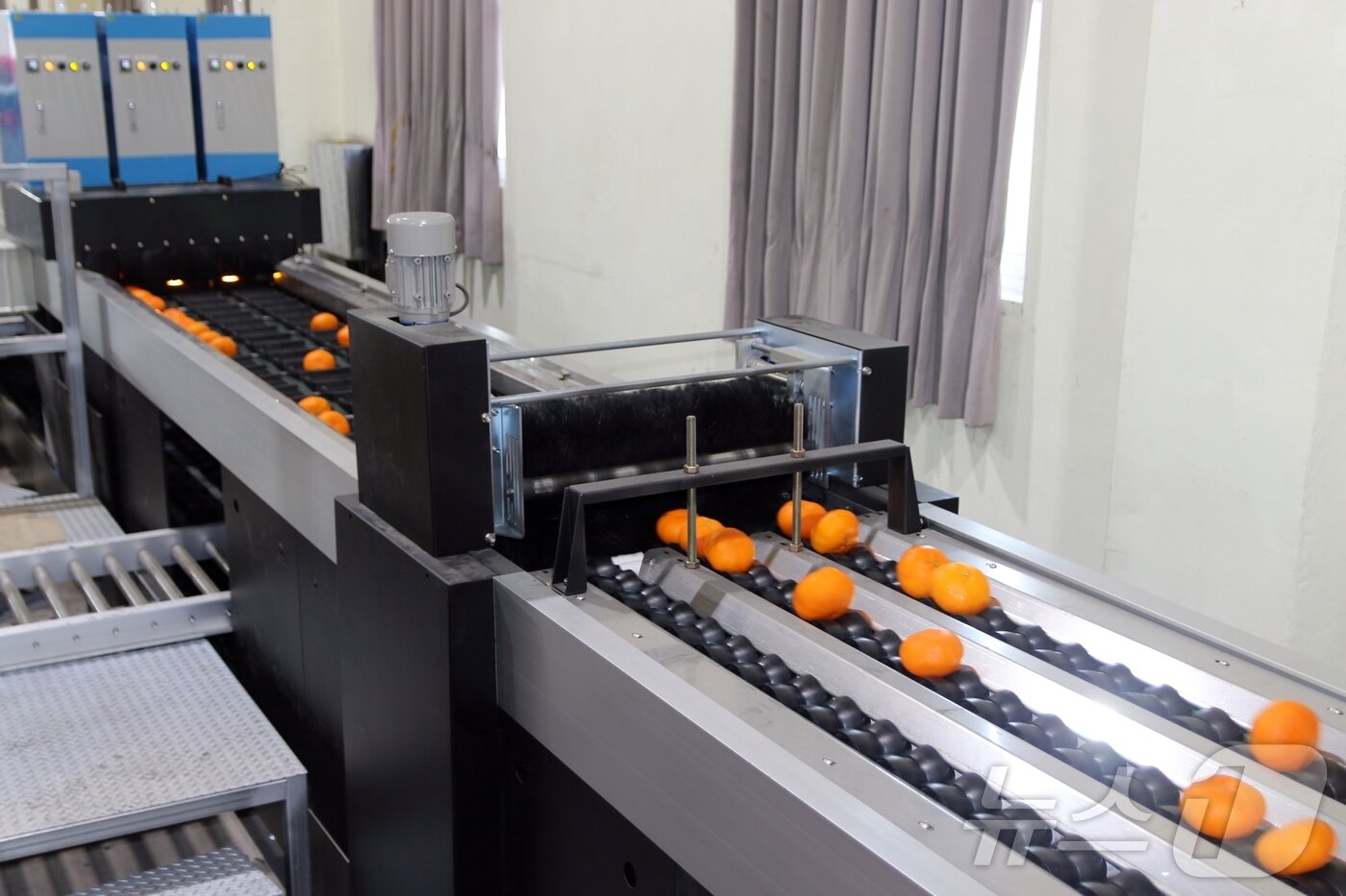 본문 이미지 - 5일 제주 서귀포시 색달동 농협 중문감귤거점산지유통센터에서 레드향 선별 작업이 진행 중이다.2026.2.5/뉴스1 ⓒ News1 홍수영 기자