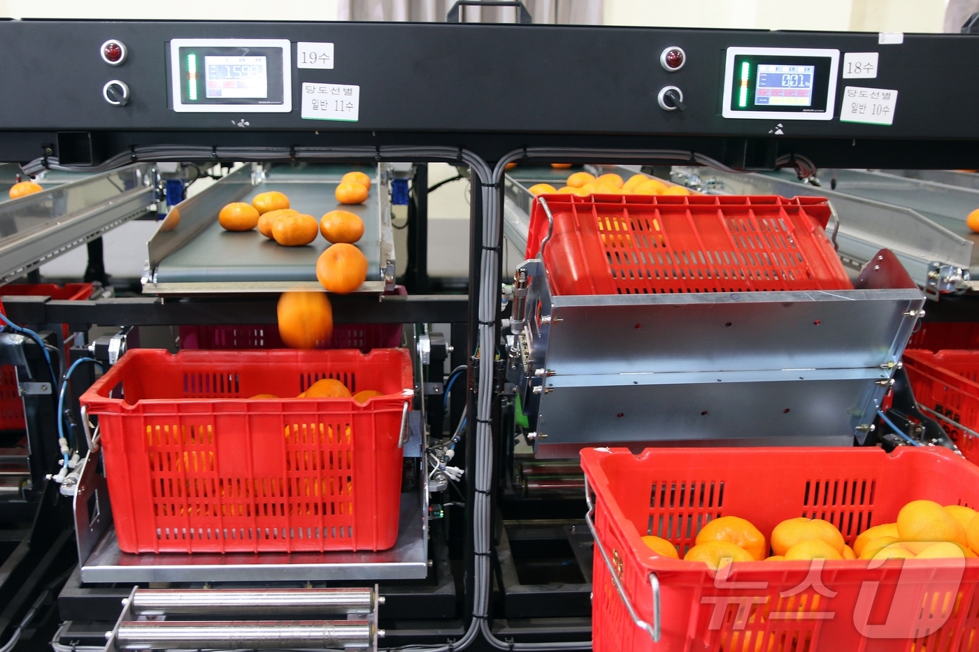 (제주=뉴스1) 홍수영 기자 = 5일 제주 서귀포시 색달동 농협 중문감귤거점산지유통센터에서 레드향 선별 작업이 진행 중이다.2026.2.5/뉴스1