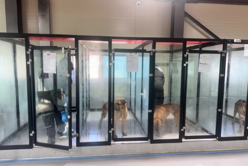 동물보호소 봉사 왜 왔나…"'구린내 난다' 40명이 서로 미루며 가위바위보"