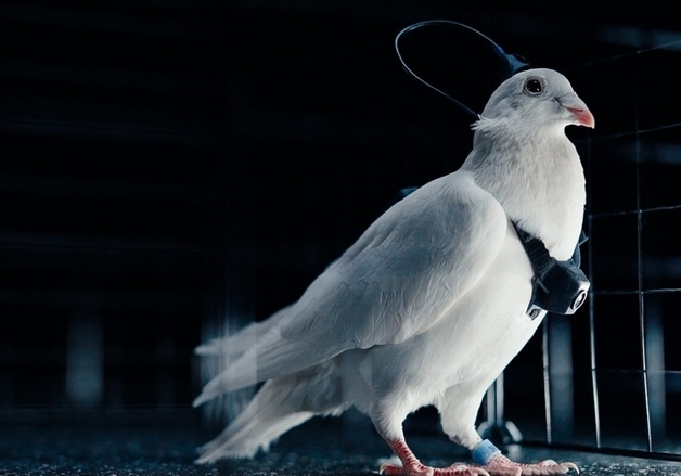 러, 비둘기 뇌에 칩 심어 원격 조종…우크라 戰 투입하나