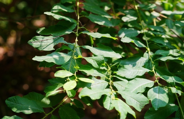 KAIST, 70년 만에 토종 '광대싸리' 항암물질 생성 비밀 규명