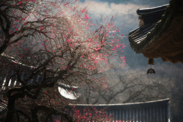 지리산 화엄사 홍매화 사진 콘테스트…45만명 방문