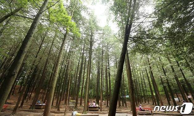 전주시, 도심 수목 체계적 정비 나서…사전협의 제도 도입