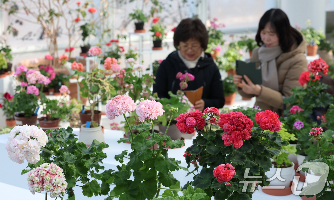 (수원=뉴스1) 김영운 기자 = 6일 경기 수원시 장안구 일월수목원에서 열린 '지금 우리는 봄' 전시에서 시민들이 형형색색의 제라늄 꽃을 감상하고 있다. 2026.2.6/뉴스1