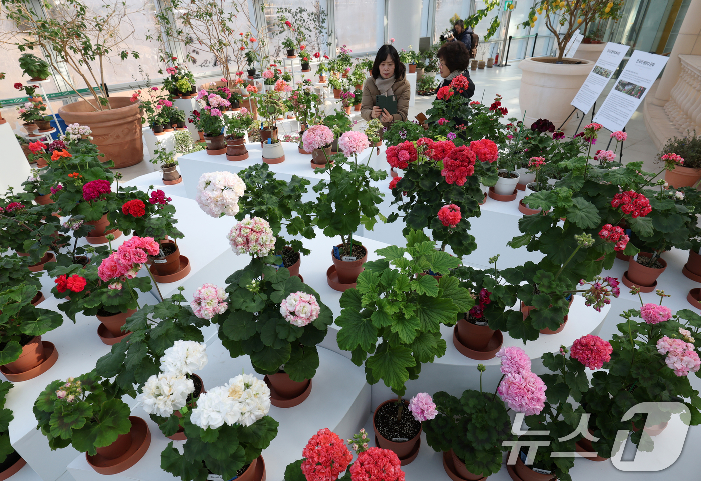 (수원=뉴스1) 김영운 기자 = 6일 경기 수원시 장안구 일월수목원에서 열린 '지금 우리는 봄' 전시에서 시민들이 형형색색의 제라늄 꽃을 감상하고 있다. 2026.2.6/뉴스1