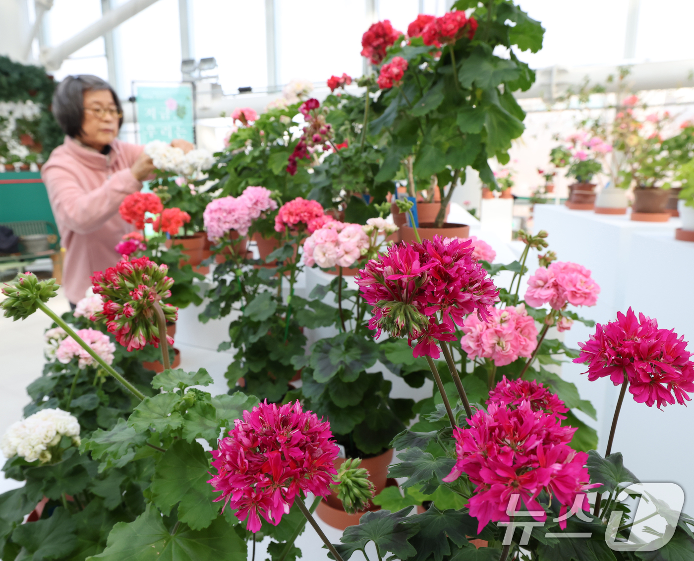 (수원=뉴스1) 김영운 기자 = 6일 경기 수원시 장안구 일월수목원에서 열린 '지금 우리는 봄' 전시에서 관계자가 제라늄 꽃을 다듬고 있다. 2026.2.6/뉴스1