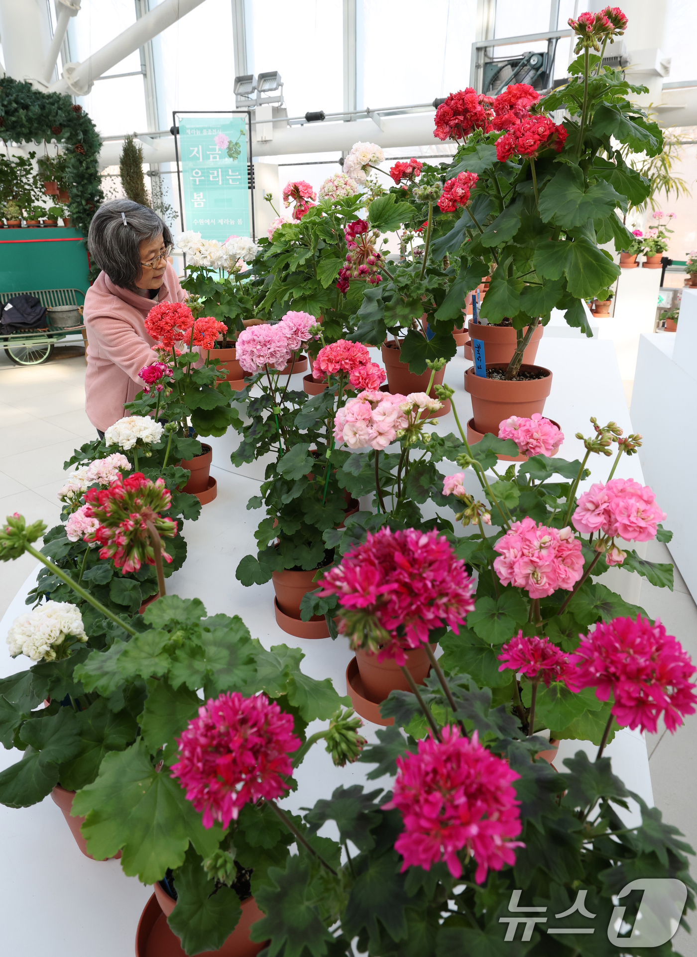 (수원=뉴스1) 김영운 기자 = 6일 경기 수원시 장안구 일월수목원에서 열린 '지금 우리는 봄' 전시에서 관계자가 제라늄 꽃을 다듬고 있다. 2026.2.6/뉴스1