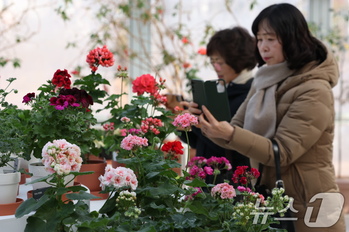 (수원=뉴스1) 김영운 기자 = 6일 경기 수원시 장안구 일월수목원에서 열린 '지금 우리는 봄' 전시에서 시민들이 형형색색의 제라늄 꽃을 감상하고 있다. 2026.2.6/뉴스1