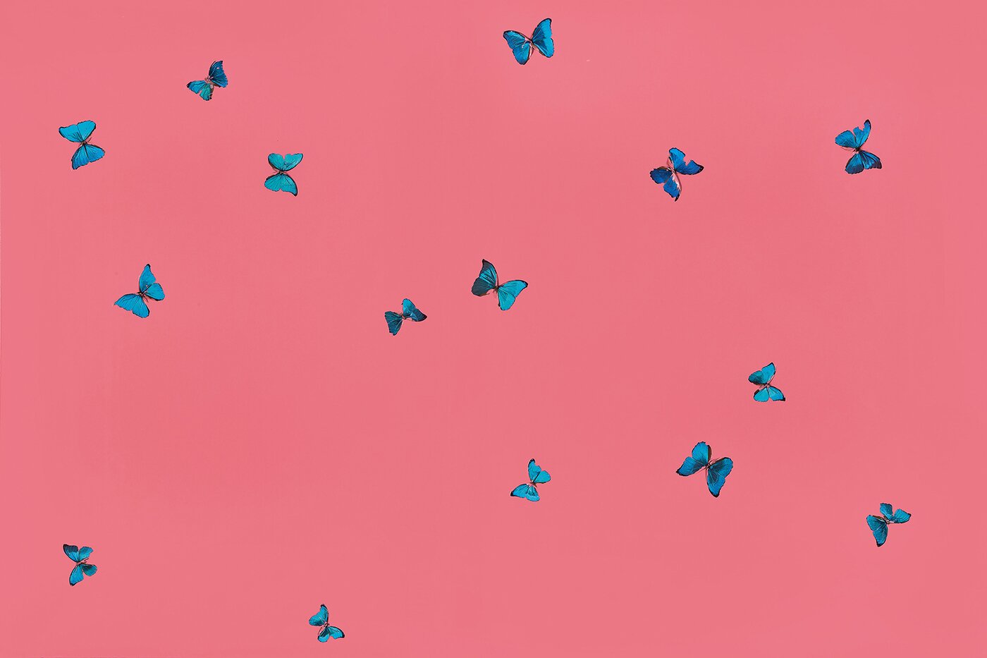 본문 이미지 - 데미안 허스트, butterflies and household gloss on canvas, 183&times;273.8cm, 2006 (서울옥션 제공)