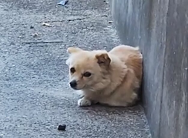 본문 이미지 - 지난 1월 영하의 날씨에 시멘트 바닥 위에서 떨고 있던 '여름이'(인스타그램 daybreak1997 제공) ⓒ 뉴스1