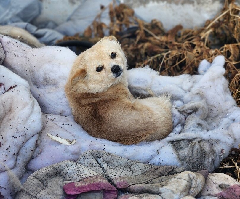 본문 이미지 - 여름이의 구조 전 모습(인스타그램 daybreak1997 제공) ⓒ 뉴스1
