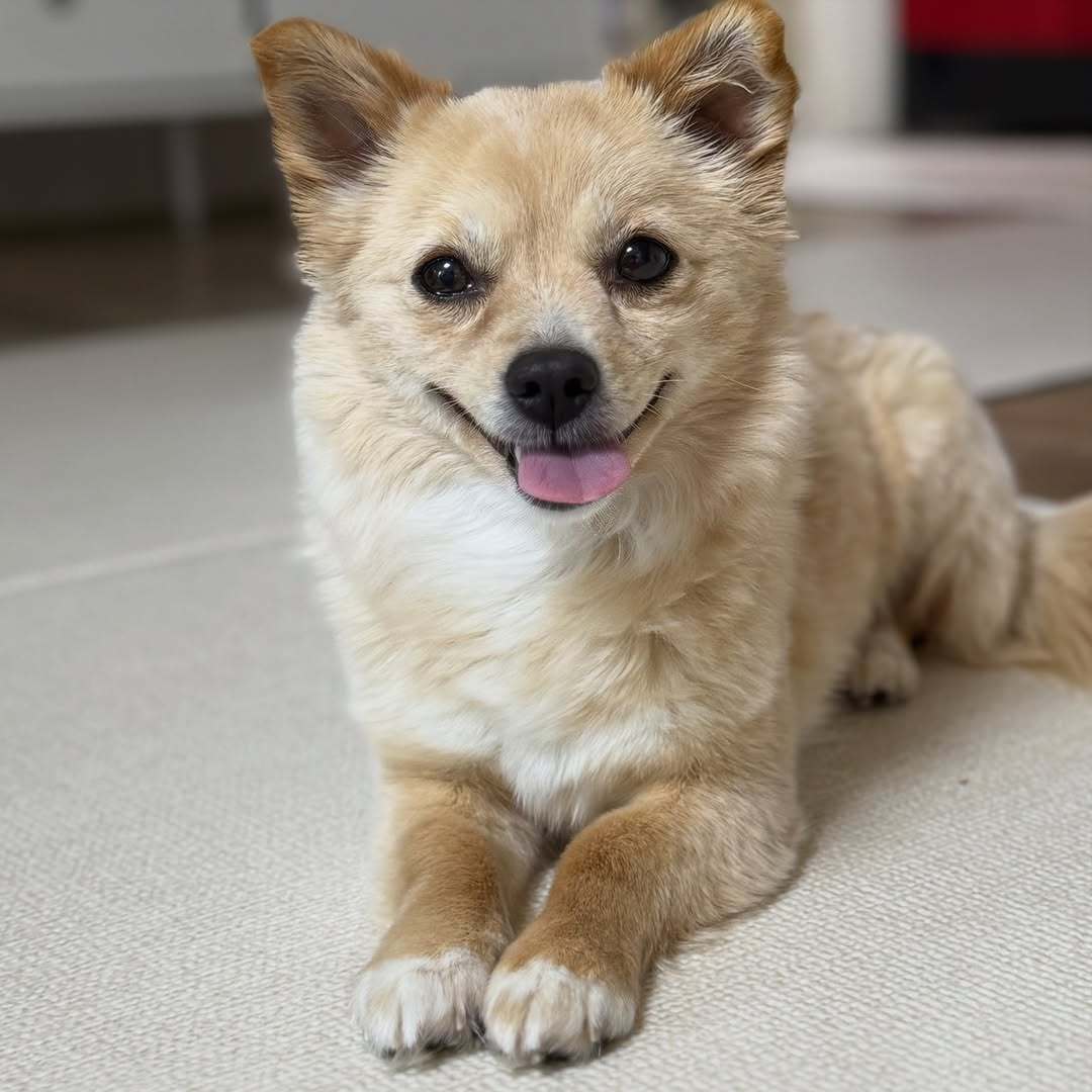 본문 이미지 - 임시보호 가정에서 가족을 기다리고 있는 여름이(인스타그램daybreak1997 제공) ⓒ 뉴스1