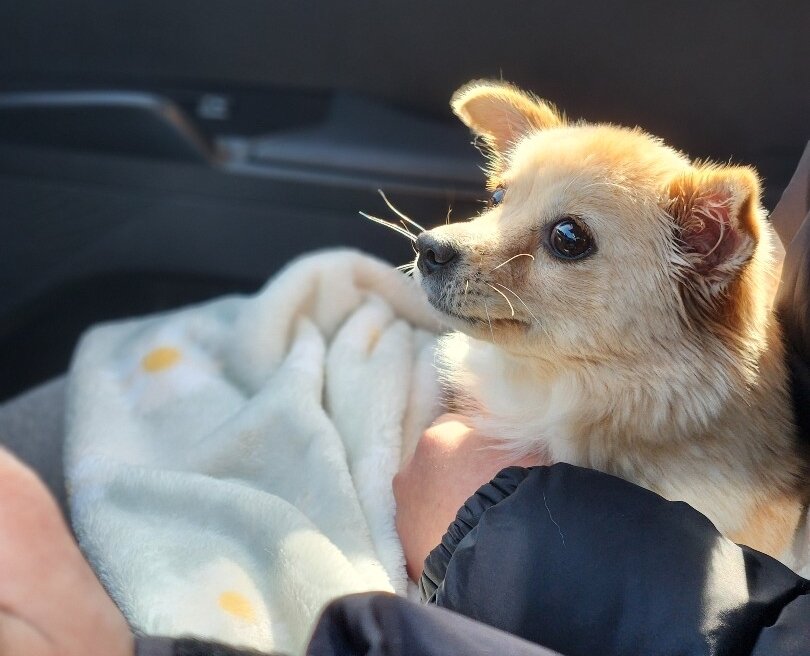 본문 이미지 - 구조된 후 차로 이동하는 여름이 모습(인스타그램 daybreak1997 제공) ⓒ 뉴스1