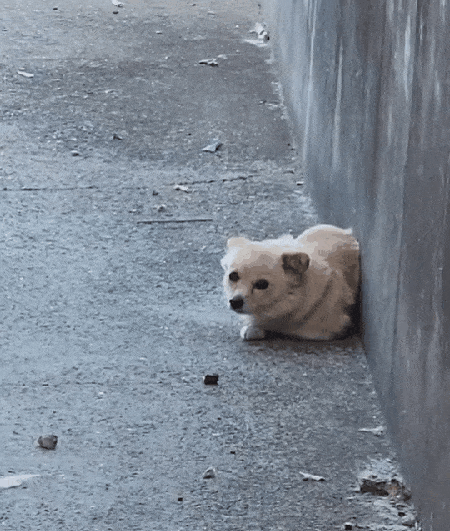 본문 이미지 - 지난 1월 영하의 날씨에 시멘트 바닥 위에서 떨고 있던 여름이(인스타그램 daybreak1997 제공) ⓒ 뉴스1