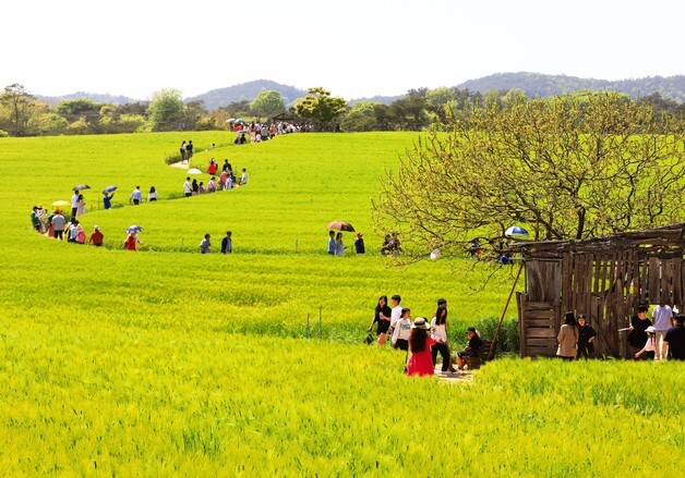청보리밭 축제부터 고인돌까지…고창 문화자원,'로컬 100' 선정