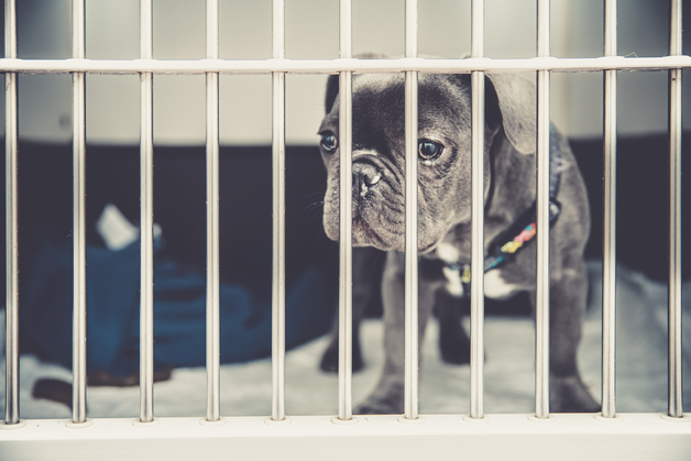 "보호소라더니 신종펫숍"…농림축산식품부, 제도 개선 나선다