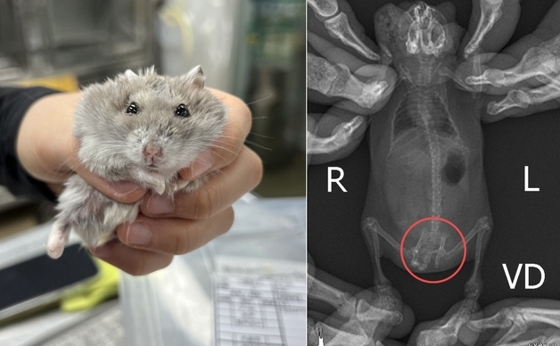 햄스터 딱밤·청소기 학대자 신원 드러나…구조된 햄스터 상태 처참