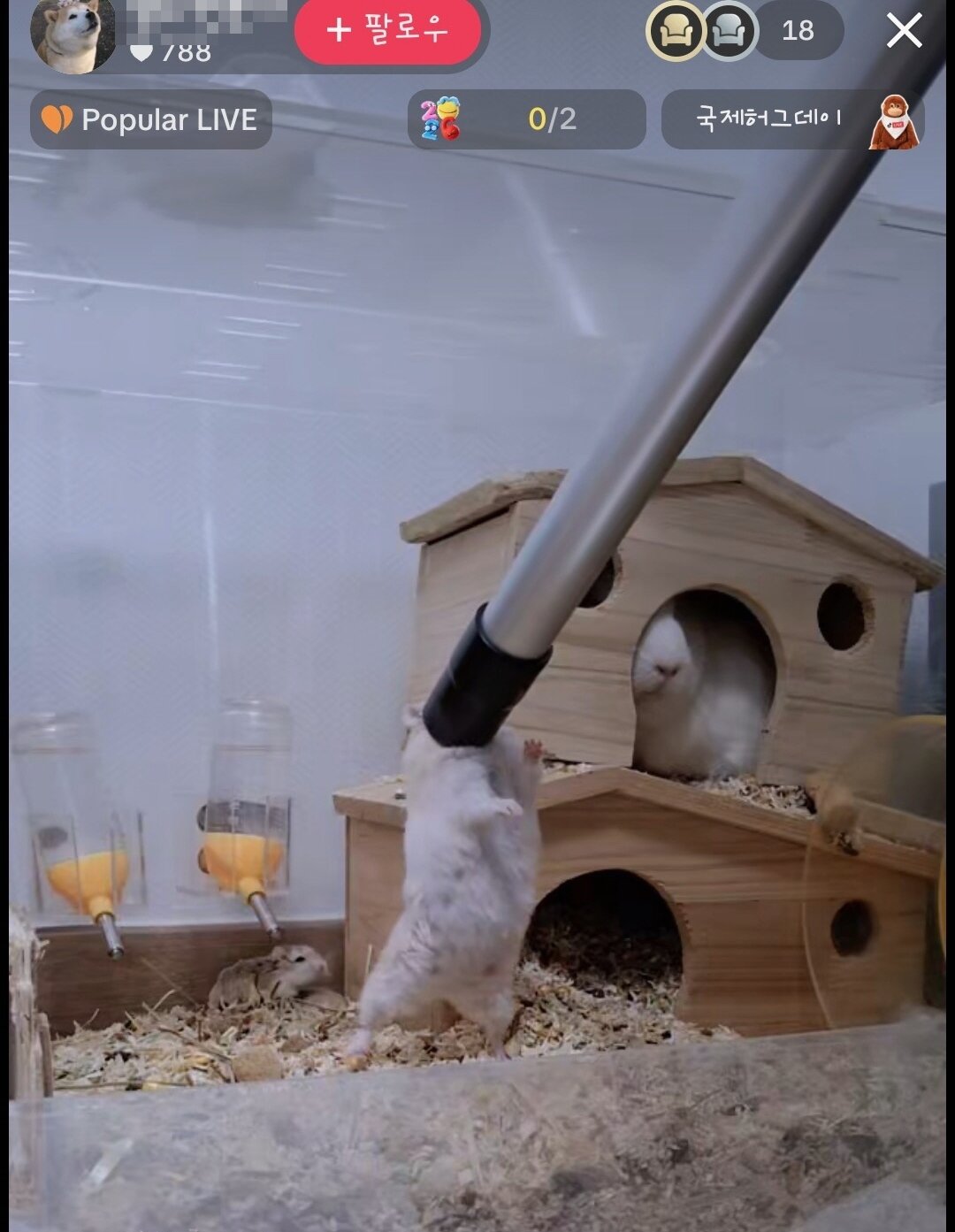 본문 이미지 - A씨는 동물보호법 위반으로 고발된 이후에도 햄스터를 청소기로 빨아들이는 등 학대를 이어갔다(유튜브 생중계 캡처). ⓒ 뉴스1