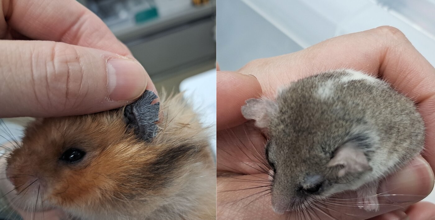 본문 이미지 - 동물자유연대가 구조해 격리 조치한 햄스터의 진료 사진. 반복적인 교상으로 귀가 찢어진 모습(동물자유연대 제공) ⓒ 뉴스1