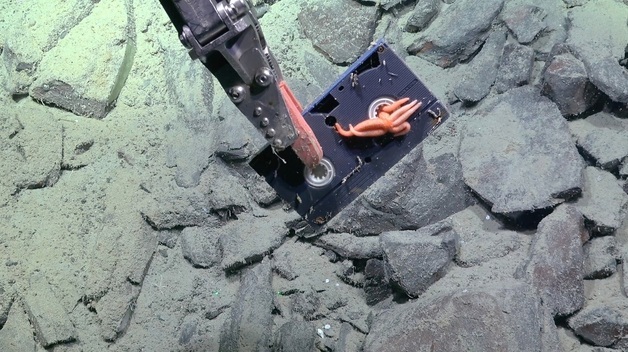 한국 비디오가 아르헨티나 심해에?…美 연구소 심해 탐사