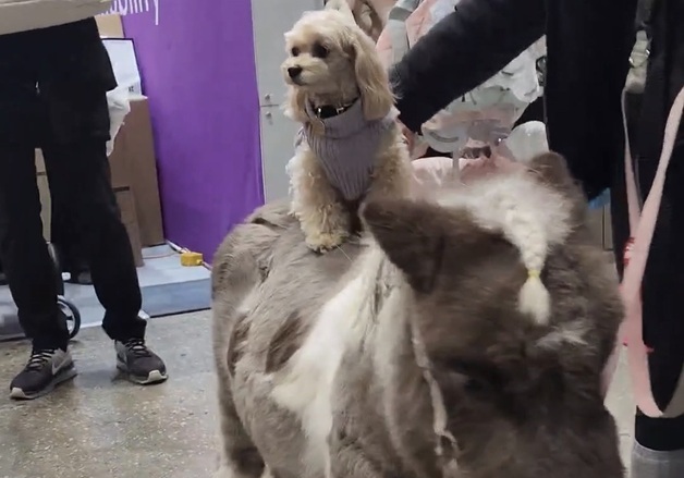 "강아지 친구와 달리고 싶어요"…올해부터 '선생님' 된 월리