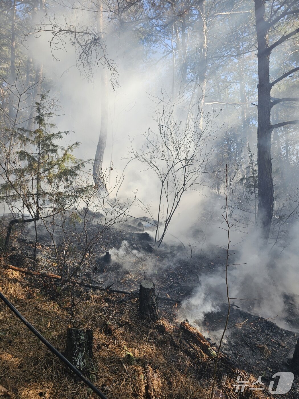 본문 이미지 - 7일 오후 2시 6분쯤 거창군 주상면의 한 야산에서 불이나 24분만에 진화됐다. 사진은 화재 현장 모습.(산림청 제공. 재판매 및 DB금지)