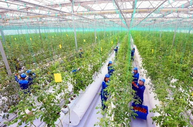 北, 신의주 농장 준공 일주일 만에 첫 수확…재해 복구·민생 성과 부각