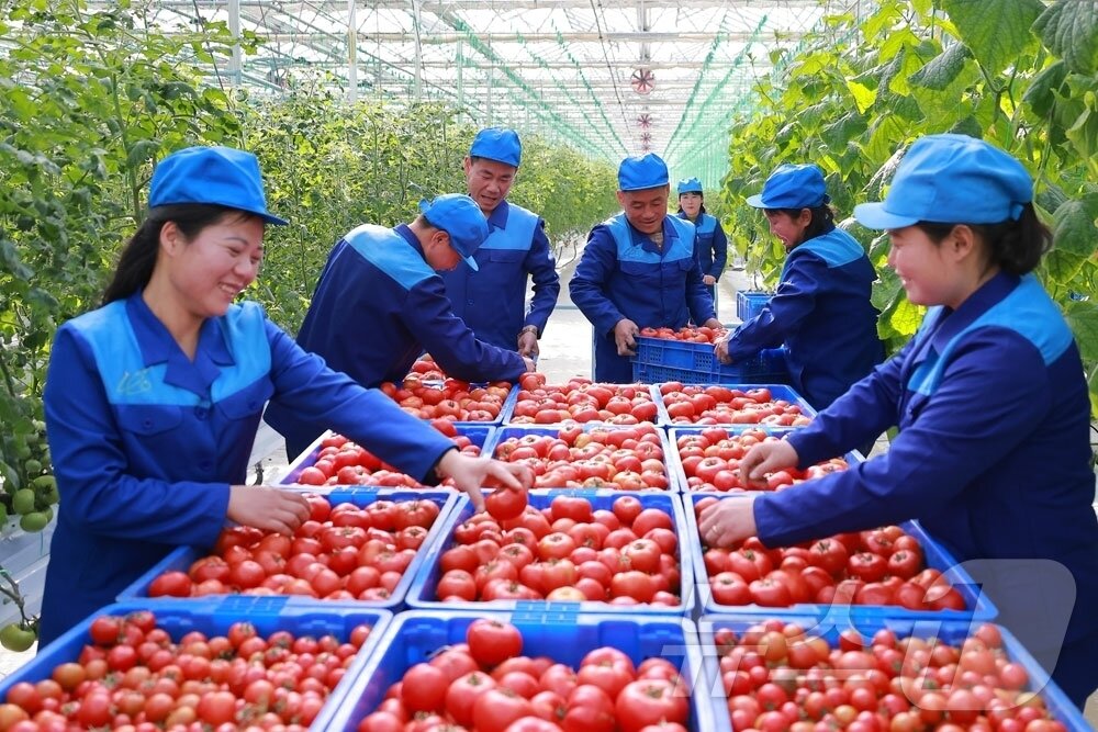 본문 이미지 - (평양 노동신문=뉴스1) = 북한 노동당 기관지 노동신문은 9일 "새로 일떠선 신의주온실종합농장에 첫물남새(채소) 수확의 흐뭇한 광경이 펼쳐졌다"라고 보도했다. [국내에서만 사용가능. 재배포 금지. DB 금지. For Use Only in the Republic of Korea. Redistribution Prohibited] rodongphoto@news1.kr