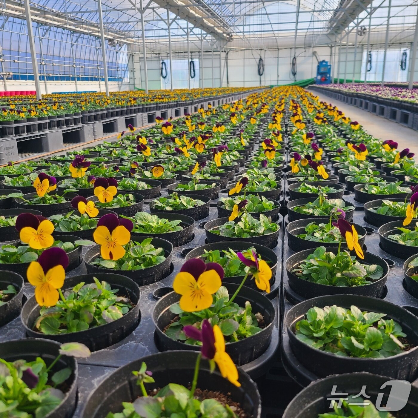 본문 이미지 - 충북 영동군 심천면 약목리 꽃묘장 비닐하우스 안에 봄꽃 비올라가 개화를 시작했다. (영동군 제공. 재판매 및 DB금지) /뉴스1 