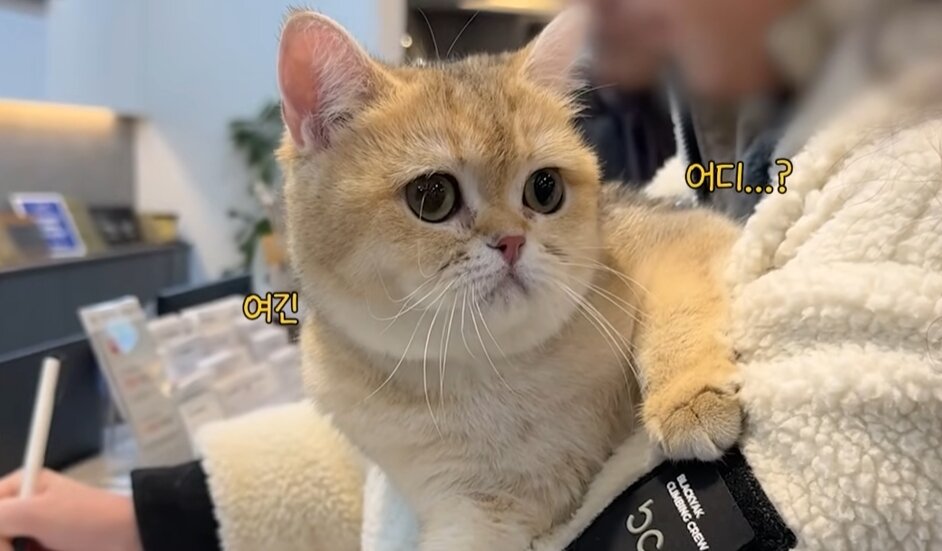 본문 이미지 - 유튜브 채널 '스튜디오 그냥'에서 가족을 찾는 고양이 '꿀밤이'의 건강검진 영상을 공개했다(유튜브 갈무리). ⓒ 뉴스1