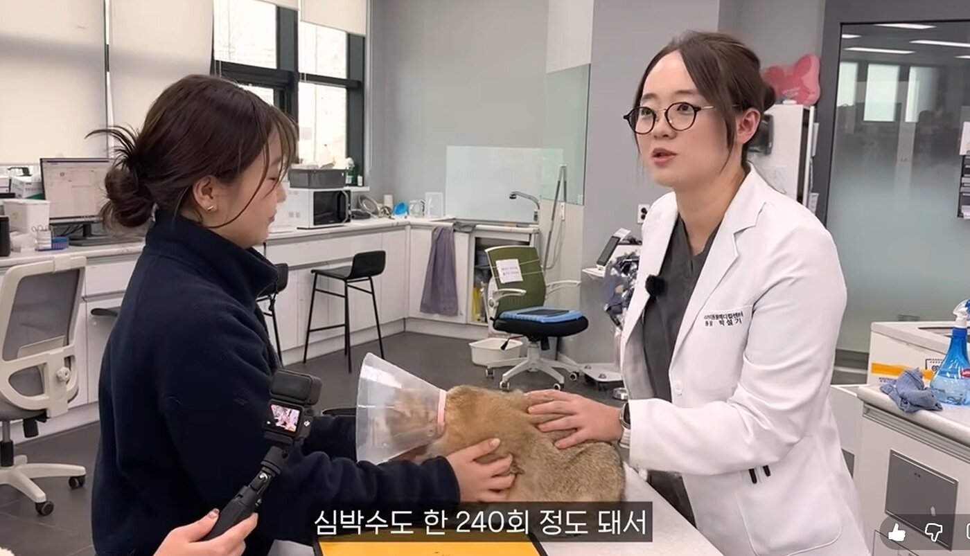 본문 이미지 - 박설기 인천 스카이동물메디컬센터 원장이 꿀밤이의 신체검사를 진행하고 있다(유튜브 갈무리). ⓒ 뉴스1