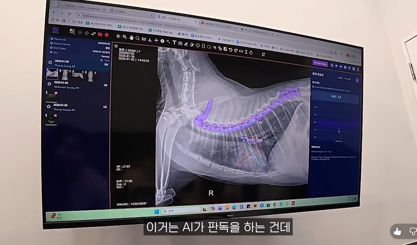 본문 이미지 - 꿀밤이는 AI 기반 반려동물 엑스레이 분석 솔루션 엑스칼리버로도 심장 크기가 정상으로 진단됐다(유튜브 갈무리). ⓒ 뉴스1