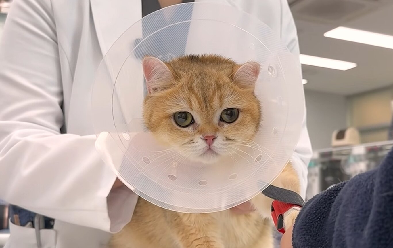 본문 이미지 - 꿀밤이는 임시보호처에서 가족을 기다리고 있다(유튜브 갈무리). ⓒ 뉴스1