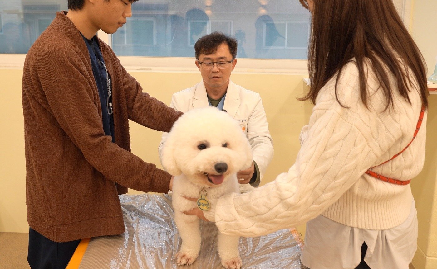 본문 이미지 - 차진원 월드펫동물메디컬센터 원장이 최근 서울 양천구 하이뭉치 유치원에서 특강 진행 후 보호자 반려견을 촉진하고 있다(월드펫동물메디컬센터 제공). ⓒ 뉴스1