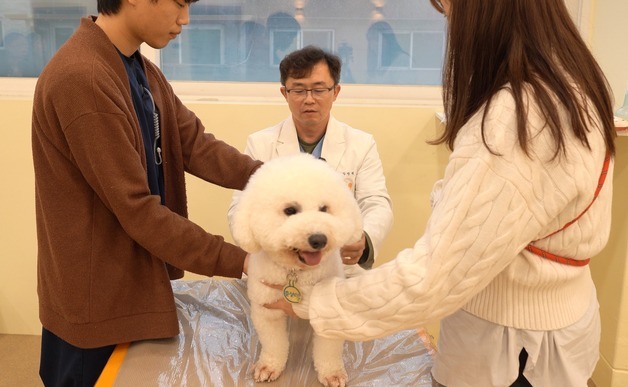 걷는 모습 달라졌다면…반려견 관절 질환, 집에서 확인하는 방법