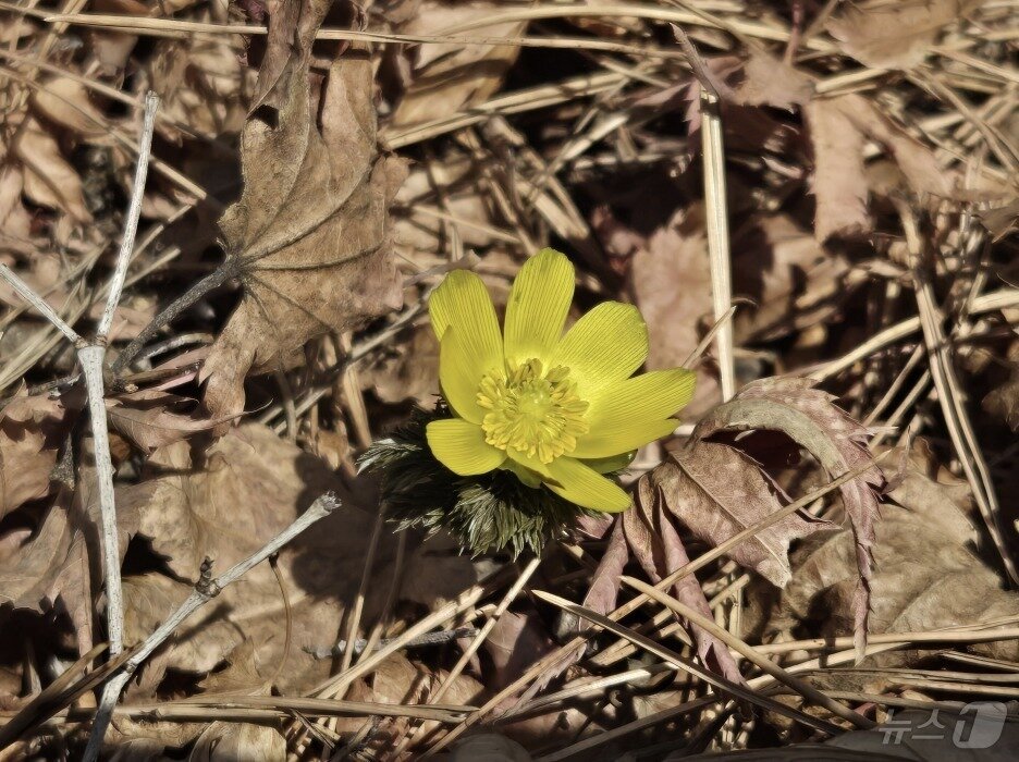 본문 이미지 - 무등산 일대에 핀 복수초. (무등산국립공원사무소 제공. 재판매 및 DB 금지) 