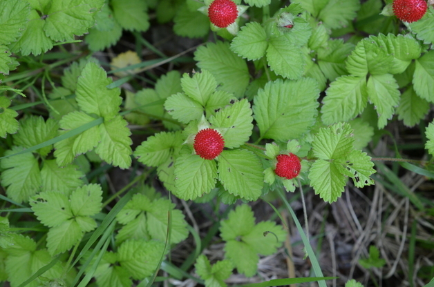 "뱀딸기 종자, 세포손상 방지·생체 방어기능 활성화 유용물질"