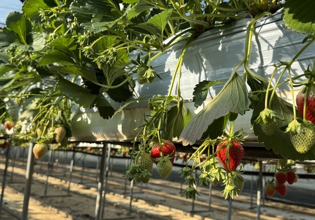 임실군 농기센터, 딸기 농가 대상 '세균모무늬병' 분포 조사