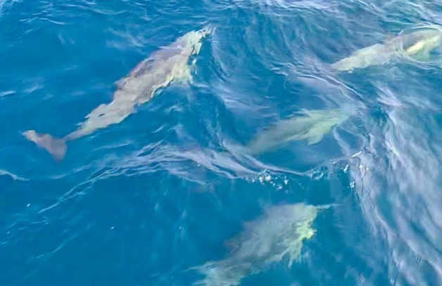 한려해상국립공원, 통영 홍도 인근서 참돌고래 무리 발견